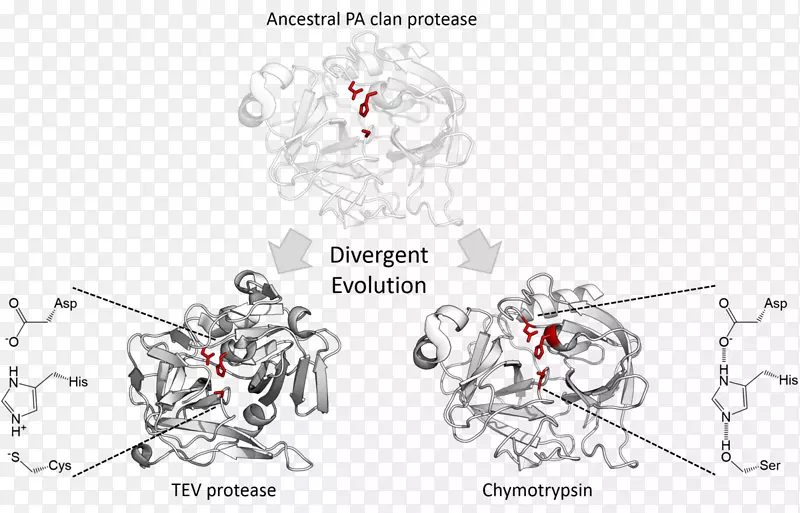 发散进化丝氨酸蛋白酶催化三色糜蛋白酶