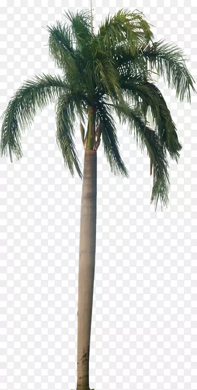 亚洲棕榈属(Palmyra Palm Roystonea Regia Arecaceae)乔木(Coconat树)