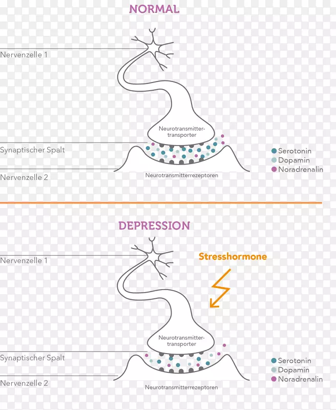 主要抑郁障碍AGY应激激素神经生物学双相障碍