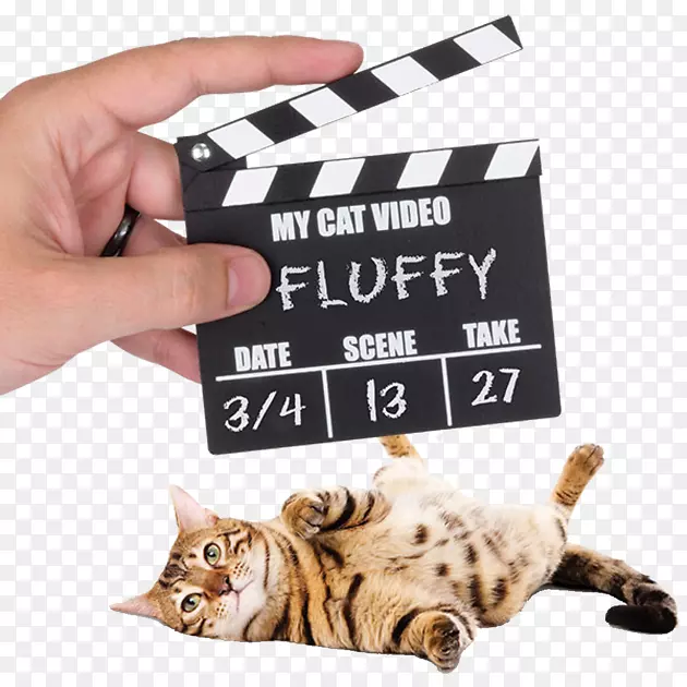 猫和互联网键盘视频宠物门-猫