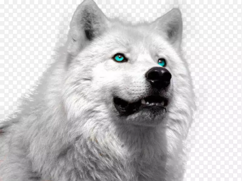 北极狼小狗西伯利亚哈士奇冻原狼动物-小狗