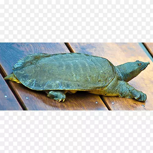 海甲鱼常见的海龟盒龟&海龟套餐-海龟