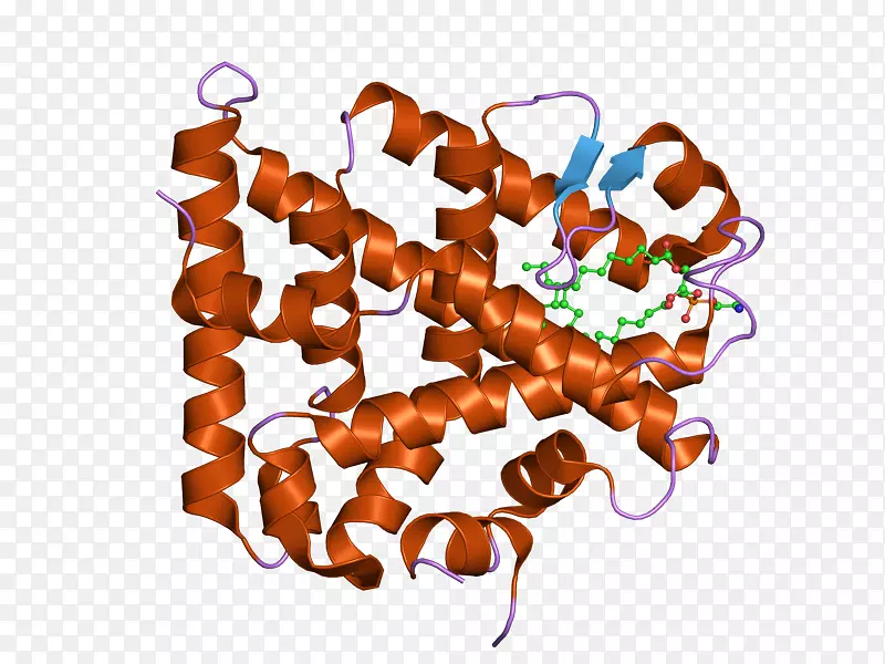 类固醇生成因子1类固醇源性急性调节蛋白XY性腺发育不良甾体生成酶
