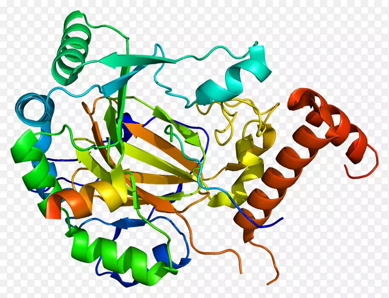 低氧诱导因子蛋白碱性螺旋-环-螺旋