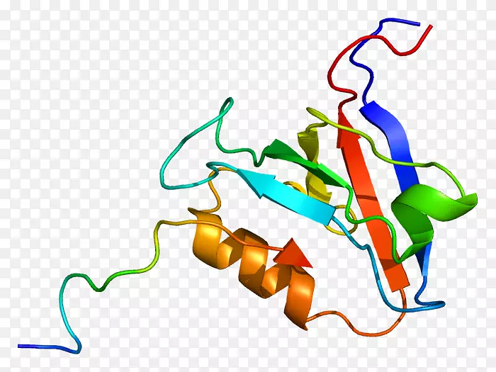 ptpn 13基因酪氨酸磷酸酶PTPN 11