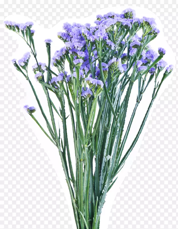 英国薰衣草海棉切花植物茎紫花瓶