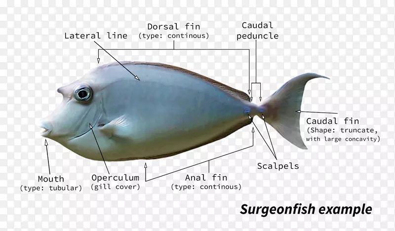 河豚鱼解剖-鱼