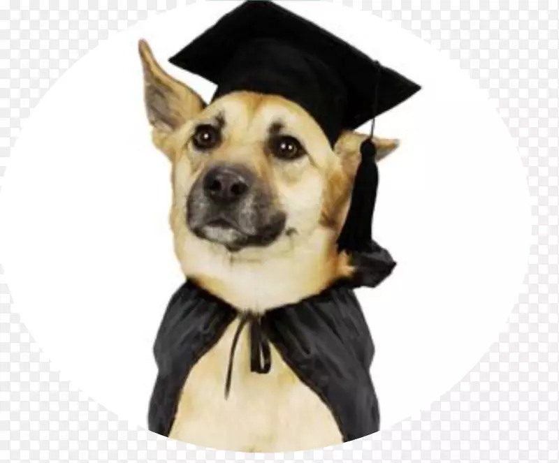 拉布拉多猎犬嘉里蓝猎犬训练毕业典礼-小狗