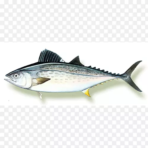 鲭鱼产品沙丁鱼油性鱼09777