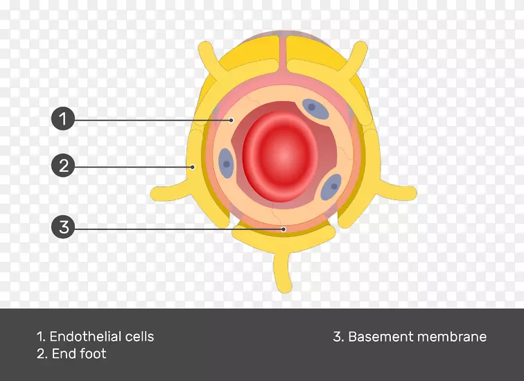 星形胶质细胞基底膜细胞毛细血管内皮-脑细胞