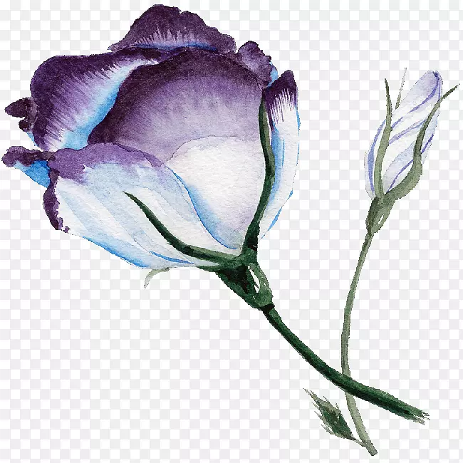 蓝色玫瑰水彩画紫色