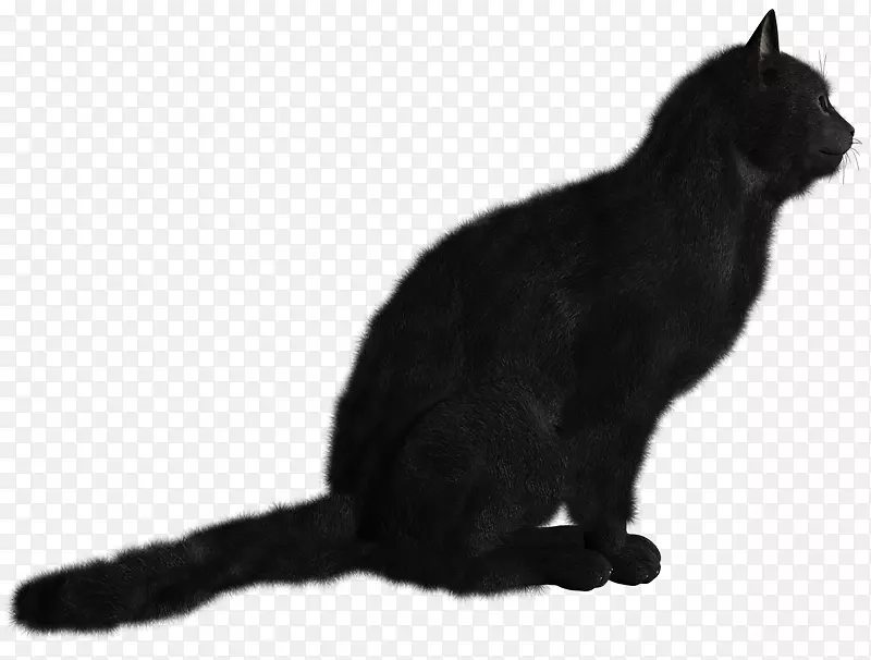 黑猫夹艺术猫毛基因