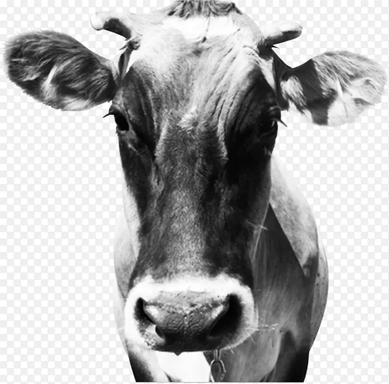 牛犊摄影.创意牛
