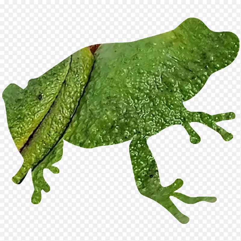 青蛙剪影弹簧窥视器剪贴画-青蛙设计