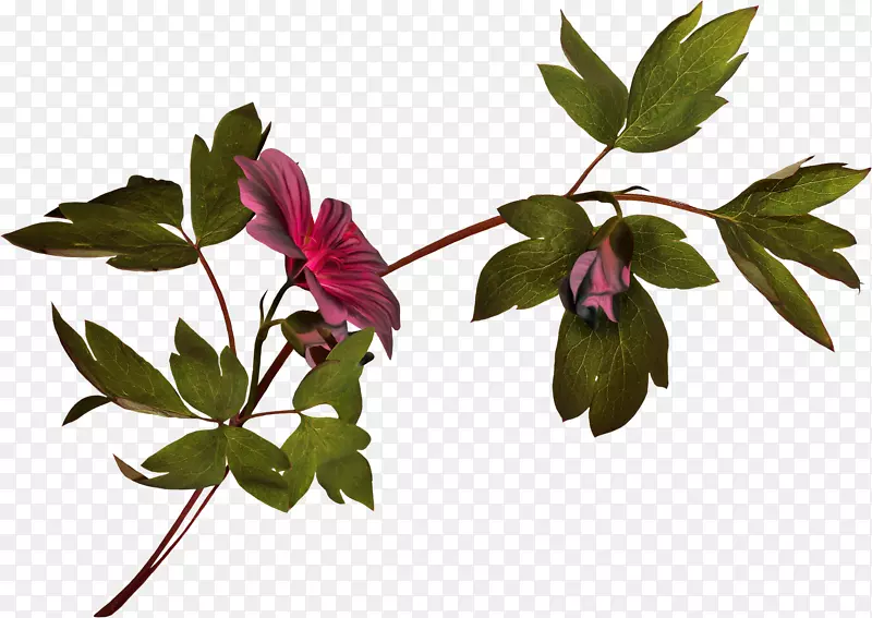 花卉植物茎摄影剪贴画-花
