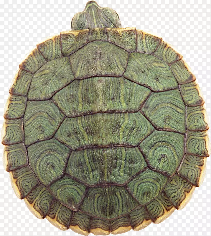 海龟下载-Tortuga