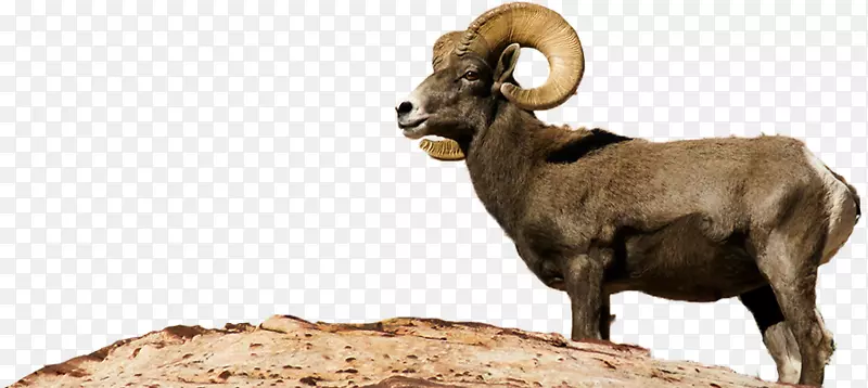 大角羊，大角河-沙漠动物