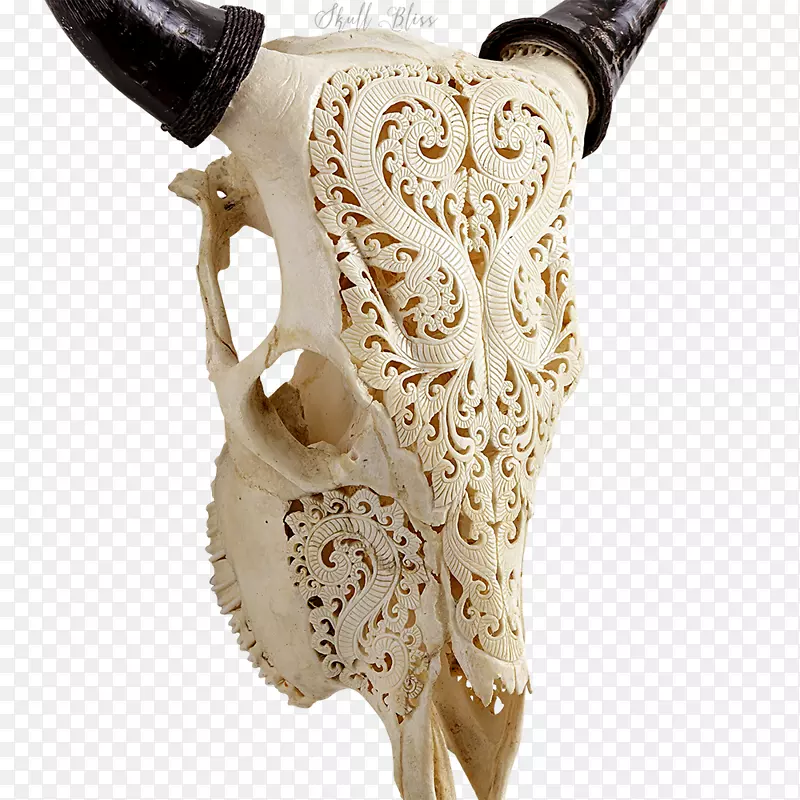 动物头骨牛骨人骨骼长角头骨