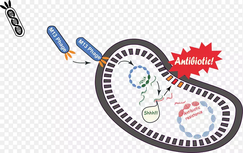 噬菌体m13噬菌体质粒国际基因工程机器耐药