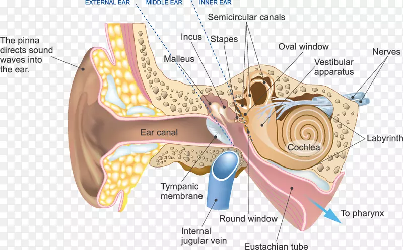 听觉系统耳蜗神经外耳