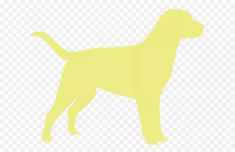 犬种拉布拉多猎犬运动群拉布拉多犬