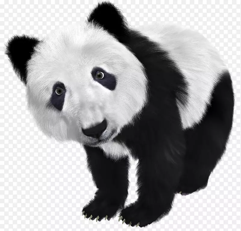 大熊猫熊马克贝尔