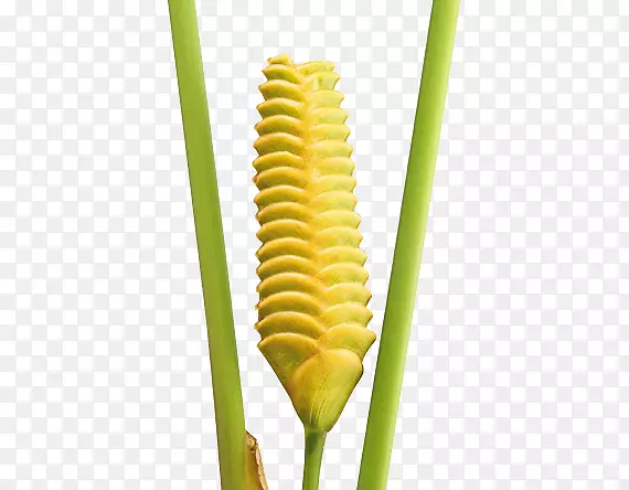 植物茎商品-雷公藤(Strelitzia Reginae)