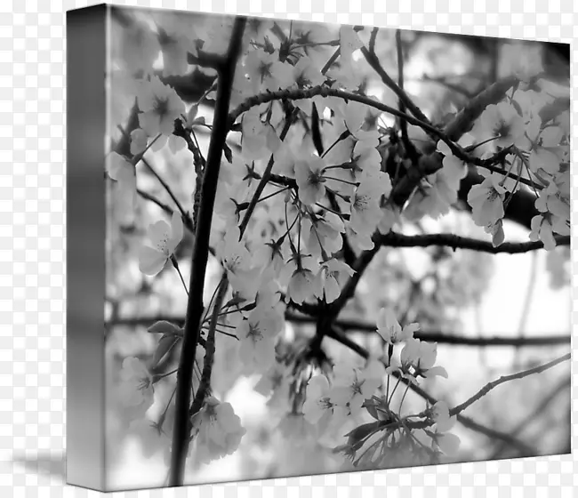 黑白樱花意象-樱花