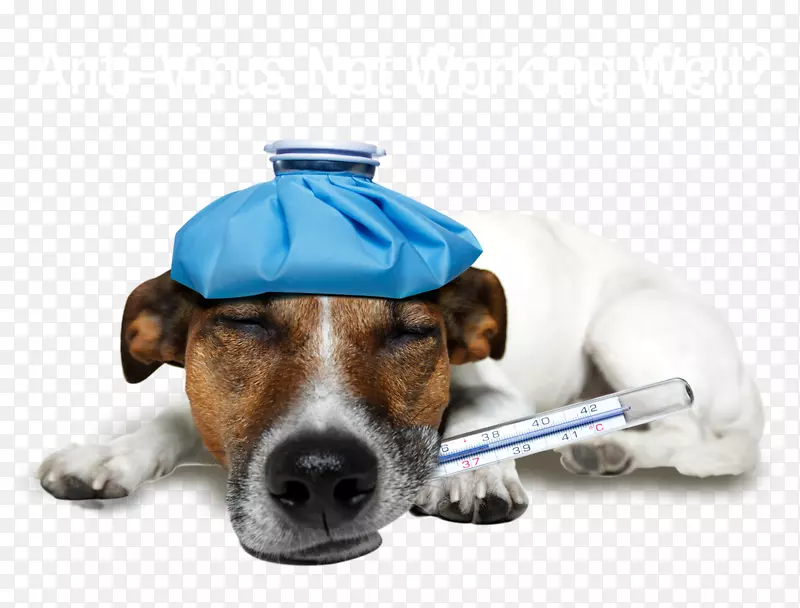 杰克罗素猎犬宠物坐着素食宠物健康与外科中心小狗检测犬