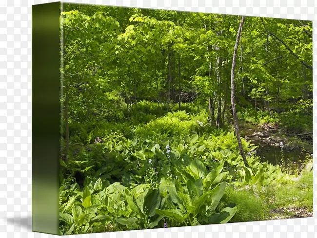 生物群落植被林地植物区系自然保护区-夏季景观