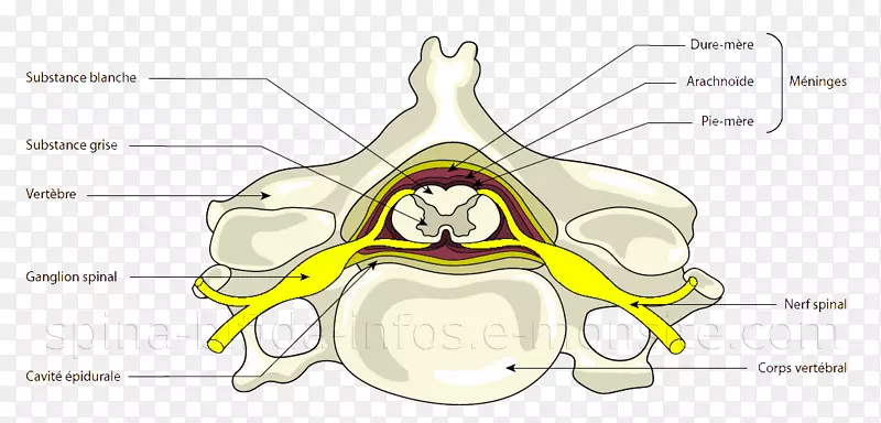 脊膜、脊髓、脊柱、中枢神经系统-脊柱裂