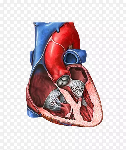 二尖瓣、三尖瓣、心脏瓣膜、二尖瓣关闭不全-左心室