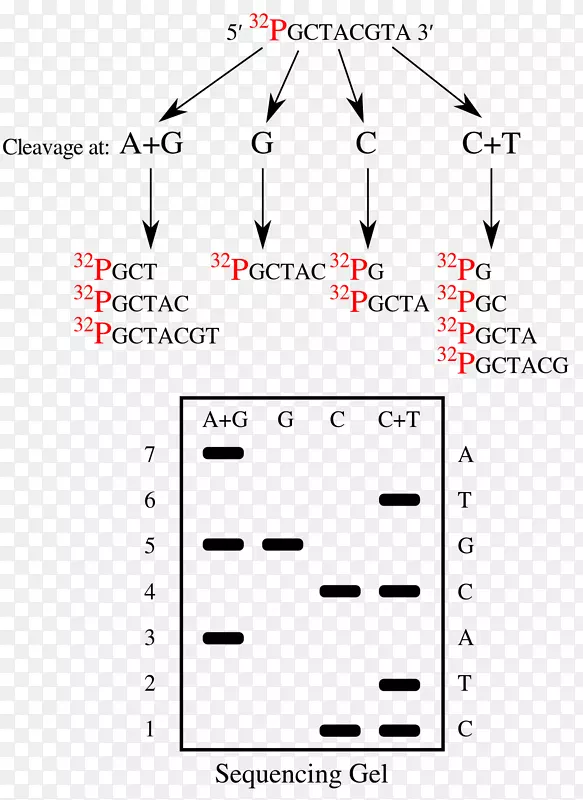 Maxam-Gilbert测序DNA测序核酸序列Sanger测序