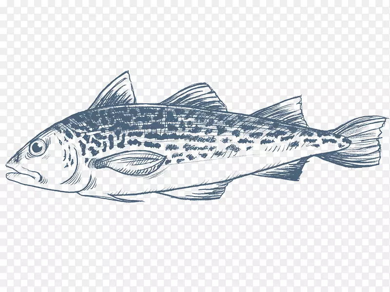 沙丁鱼鲑鱼鳕鱼制品鱼
