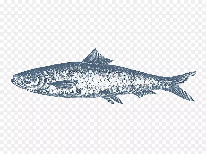 沙丁鱼产品鲱鱼鱼油鱼