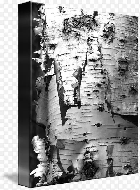 树干木材双色摄影.桦树树皮