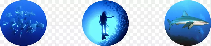 卡波圣卢卡斯圣何塞德尔卡波潜水水下潜水浮潜潜水缸
