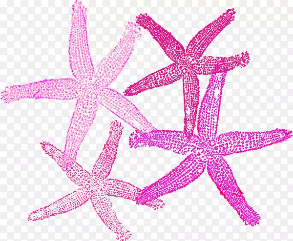 海星皇室-免费剪贴画-粉红色海星