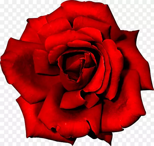 玫瑰花红色-罗莎·弗美尔哈