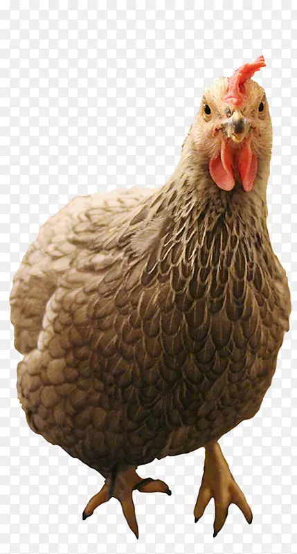 公鸡-自由放养的鸡蛋-家禽