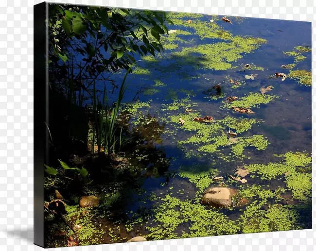 生物群落湿地池塘植被景观-大自然
