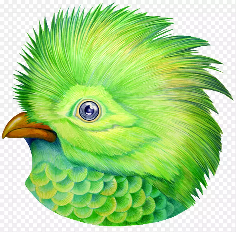 鸟绿色动物