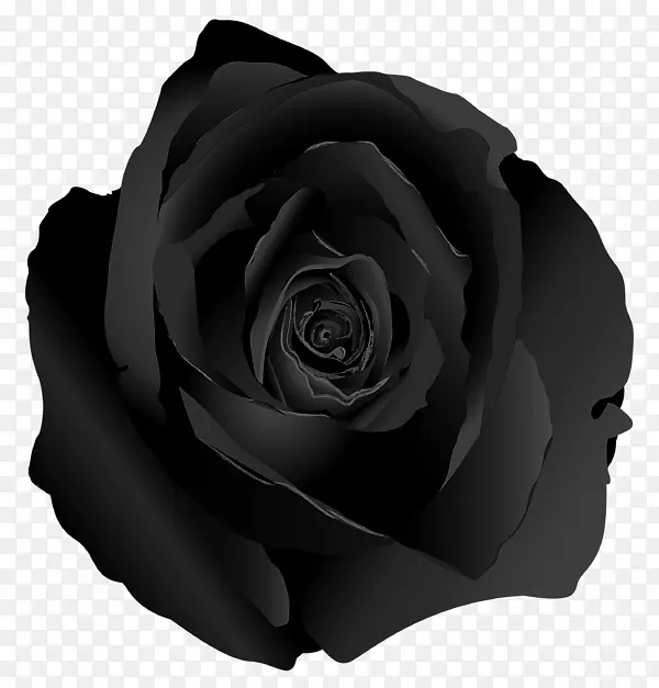 花园玫瑰窗帘黑色玫瑰白黑色鼻子