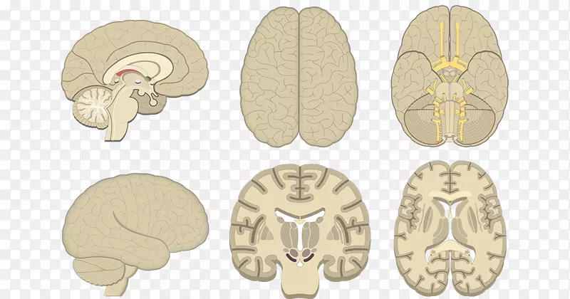 人脑冠状面大脑皮层解剖-脑