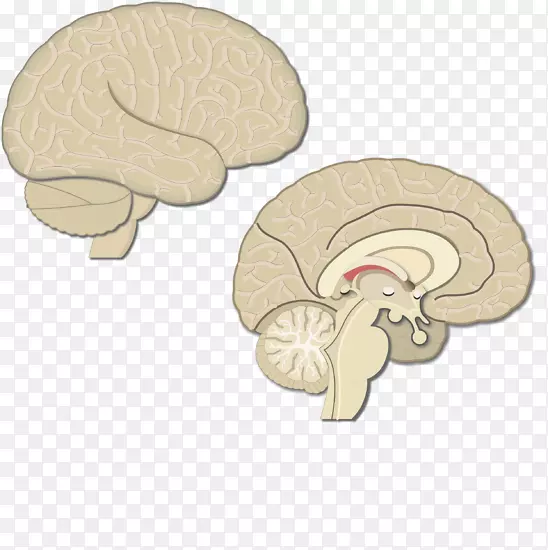 大脑皮质、顶叶、后顶叶、运动皮质-脑
