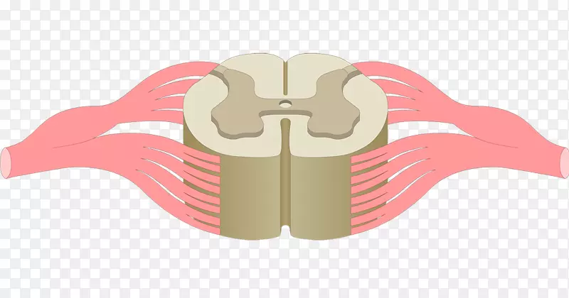 脊髓前灰柱中央管解剖中枢神经系统