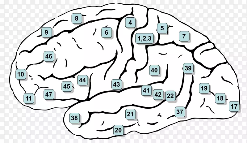 Brodmann区第6区大脑皮层运动前皮层脑-感觉刺激疗法