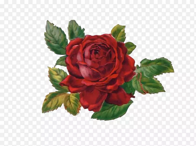 花园玫瑰，卷心菜，玫瑰，花，文身，切花-瑞吉娜·乔治