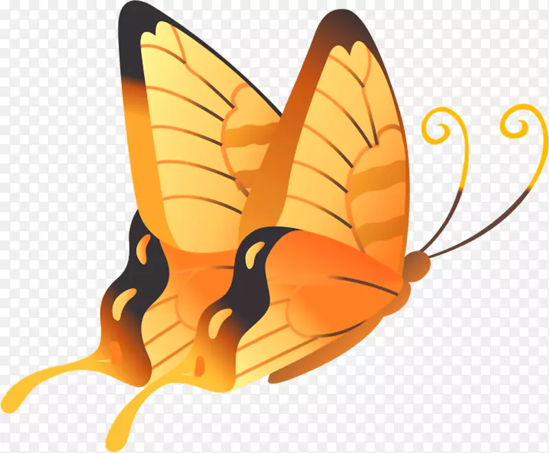 蝴蝶橙色黄蝶