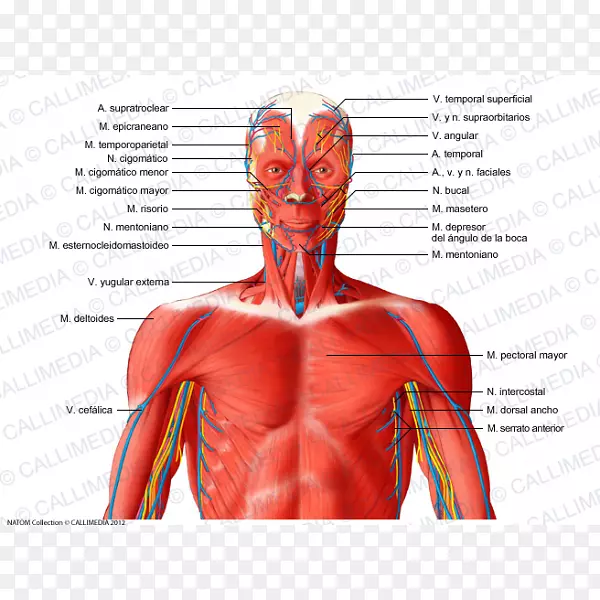 肌肉系统颈部血管肌肉人体解剖心脏